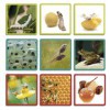 Maxi sequences nature, 3 séquences d'évolution en 3 images, papillon, grenouille, miel