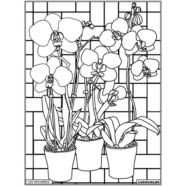 Tableau velours - Les Orchidées visuel noir et blanc