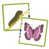 Associations chenille, papillon 