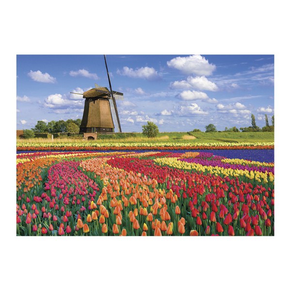 Champ de Tulipes - Hollande 1000p visuel puzzle