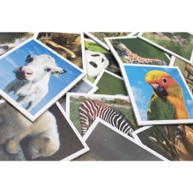 Mémory bébé animaux, cartes mélangées