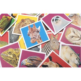 Mémory wild life, cartes mélangées