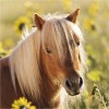 Puzzle 3x49p, adorable poneys,1 puzzle, 1 poney