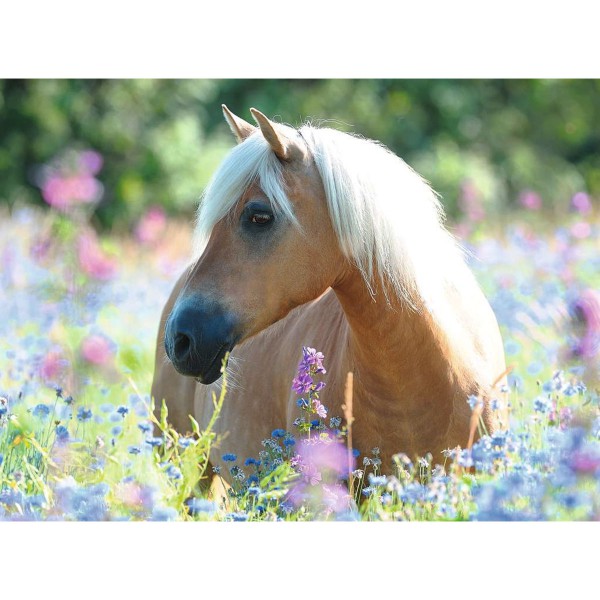 Cheval dans la prairie, Puzzle 300pXXL