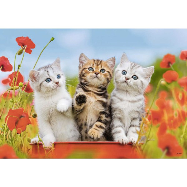 Découverte des chats 2x12p, 1 puzzles 12p 3 chatons