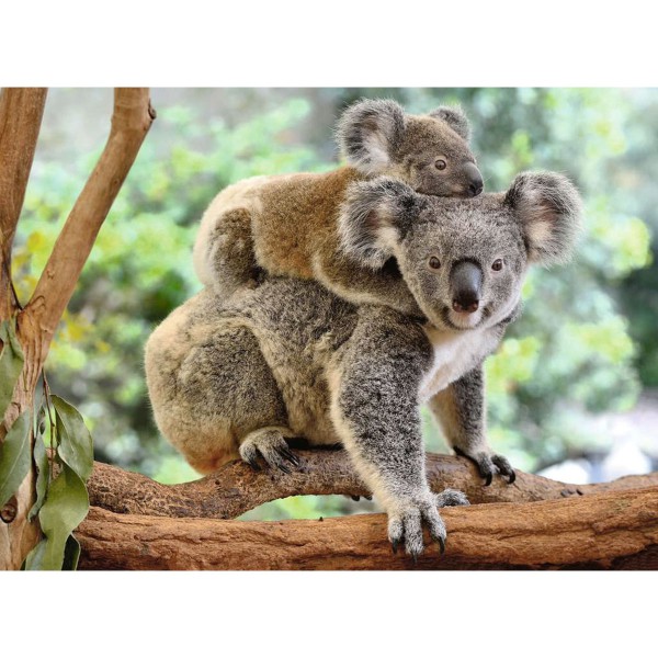 La famille Koala 200p XXL