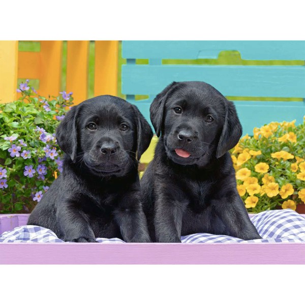 Labradors noirs 300p XXL