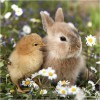 Mignons petits lapins, Puzzle 3x49p, Puzzle 2